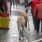 Visite à Looe et Polperro - Petits villages en bord de mer