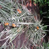 Visite du Eden Project près de St Austell