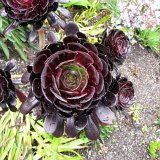 Visite du Eden Project près de St Austell