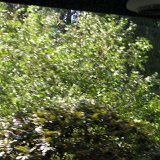 Excursion de Luss and Loch Lomond Drive