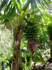 Tournée dans l'ile de La Gomera