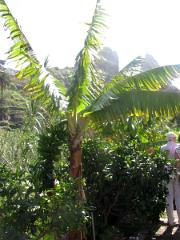 Tournée dans l'ile de La Gomera