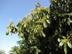 Tournée dans l'ile de La Gomera