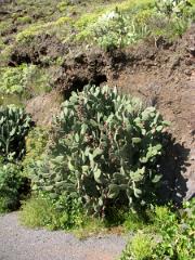 Tournée dans l'ile de La Gomera