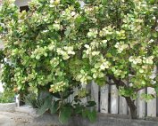 Arbre pour les noix de cajou - anacardier