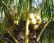 Journée à l'archipel des Saintes On nous a rappelé de ne pas stationner la voiture sous les cocotiers.