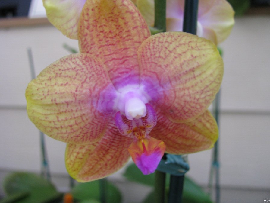 Visite de l'île d'Hawaii