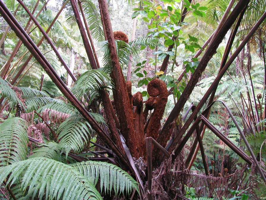 Visite des îles et des volcans de Big Island