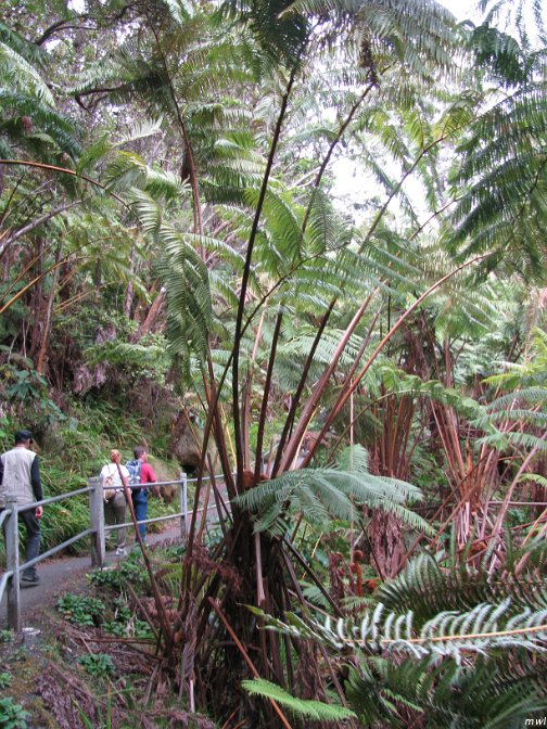 Visite des îles et des volcans de Big Island