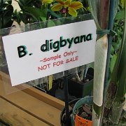 Visite de l'île d'Hawaii