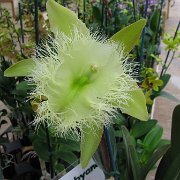 Visite de l'île d'Hawaii