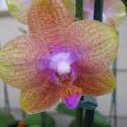 Visite de l'île d'Hawaii