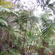 Visite des îles et des volcans de Big Island