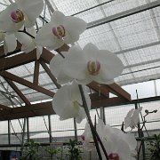 Visite de l'île d'Hawaii