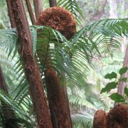Visite des îles et des volcans de Big Island